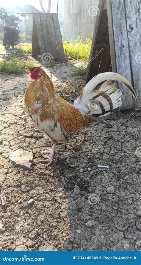 gold gamefowl|white butcher gamefowl.